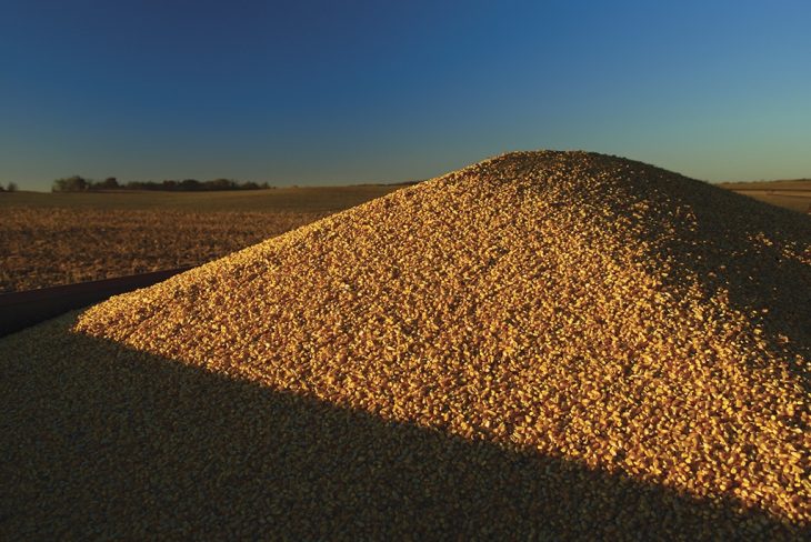 Large pile of harvested corn