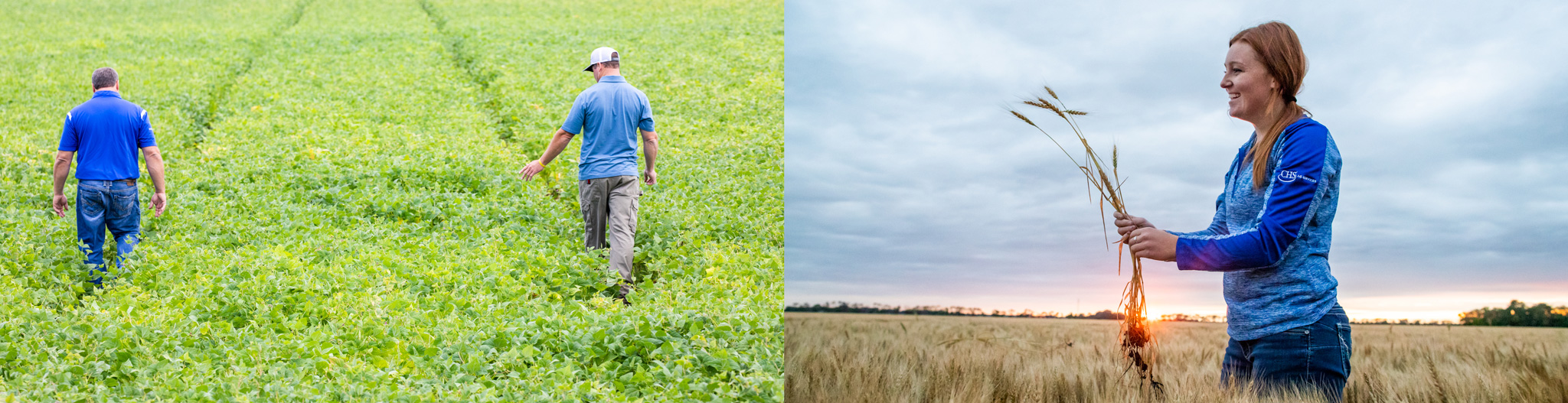 Collage of two men walking through a soybean field and a woman inspecting wheat stalks