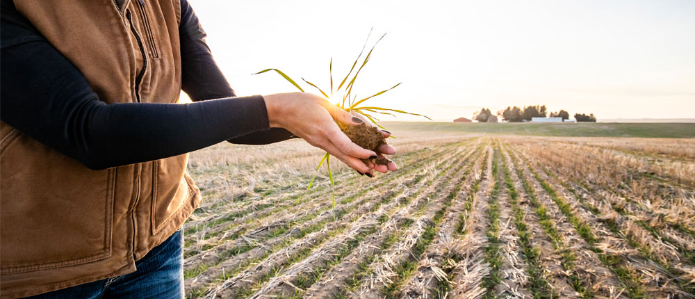 Woman's hands holding a clump of soil