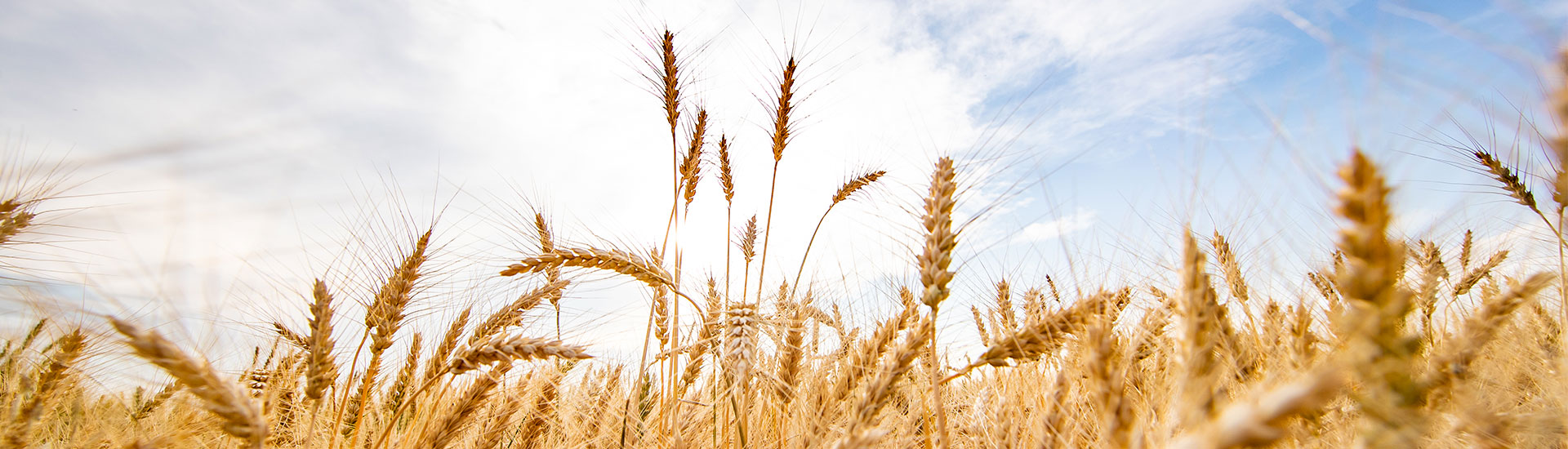 wheat stalks and a sky in the background