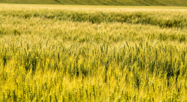 Wheat field